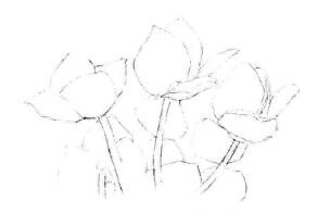仙客来素描画法步骤02