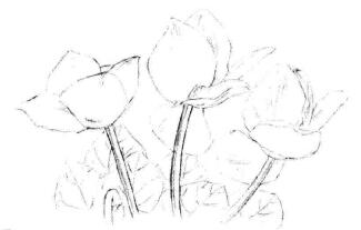 仙客来素描画法步骤03
