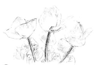 仙客来素描画法步骤04