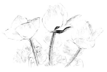 仙客来素描画法步骤05