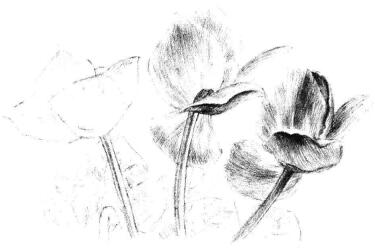 仙客来素描画法步骤08