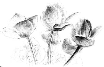 仙客来素描画法步骤10