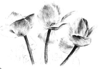 仙客来素描画法步骤11