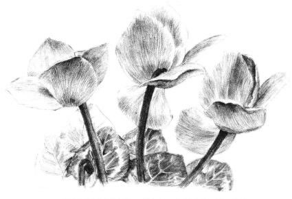 仙客来素描画法步骤13
