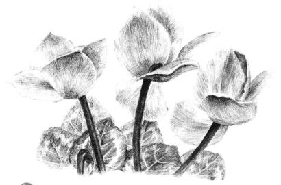 仙客来素描画法步骤14