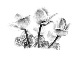 仙客来素描画法