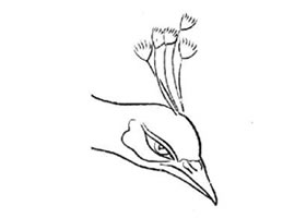 白描孔雀的画法要点