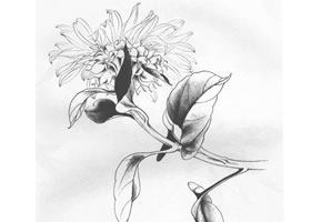 俞致贞白描向日葵作品图片