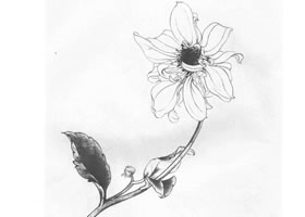 俞致贞白描大丽花作品图片