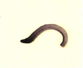 小刺猬儿童水墨画画法步骤01