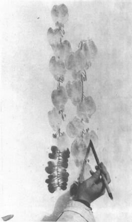 水墨画技法之点水法（藤罗花点水法）02