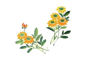 小黄菊儿童水墨画画法