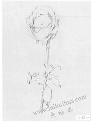 花卉的结构与作画步骤素描练习01