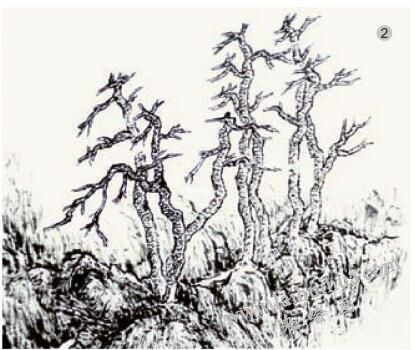 《松色幽姿》的画法步骤02
