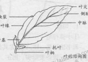 白描花卉的基本笔法