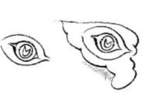 白描锦鸡的画法要点