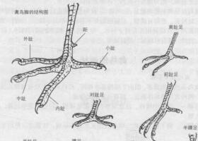 禽鸟白描画法的基本结构