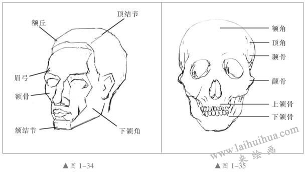 头部结构特征与比例关系01，人物头部素描画法