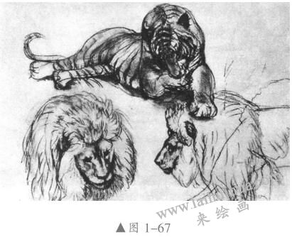 素描动物的画法01