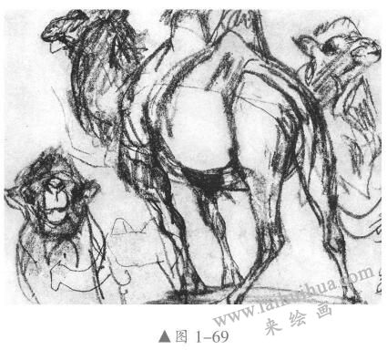素描动物的画法03