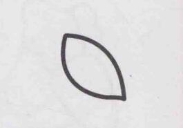枇杷简笔画画法步骤01