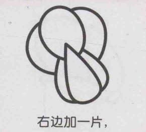 小白菜简笔画画法步骤06