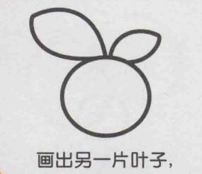 橙子简笔画画法步骤03