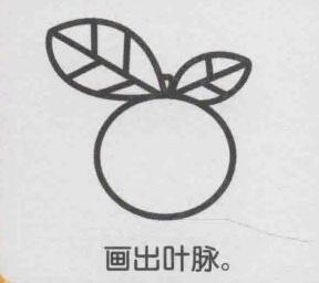 橙子简笔画画法步骤05
