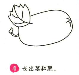 冬瓜简笔画画法步骤04