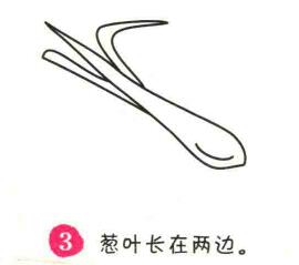 大葱简笔画画法步骤03