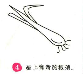 大葱简笔画画法步骤04