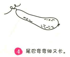 黄瓜简笔画画法步骤04