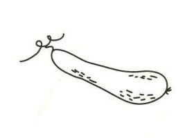 黄瓜简笔画