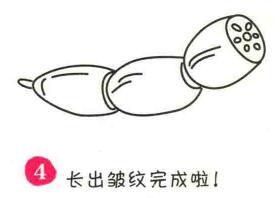 莲藕简笔画画法步骤04