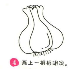 大蒜简笔画画法步骤04
