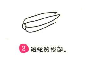 白菜简笔画画法步骤03