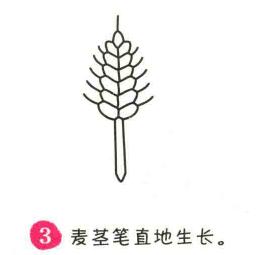 小麦简笔画画法步骤03
