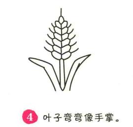小麦简笔画画法步骤04