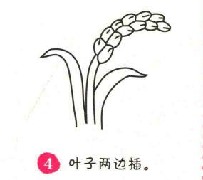 水稻简笔画画法步骤04
