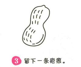 花生简笔画画法步骤03