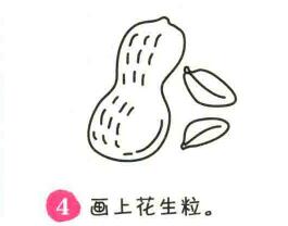 花生简笔画画法步骤04