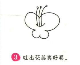 蝴蝶花简笔画画法步骤03