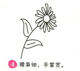 菊花简笔画画法步骤04