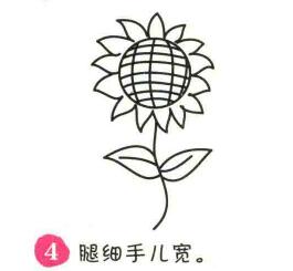 向日葵简笔画画法步骤04