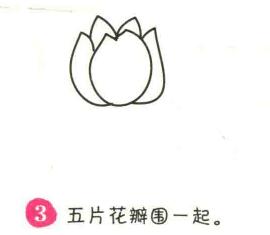 郁金香简笔画画法步骤03