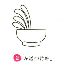 君子兰简笔画画法步骤02