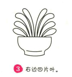 君子兰简笔画画法步骤03
