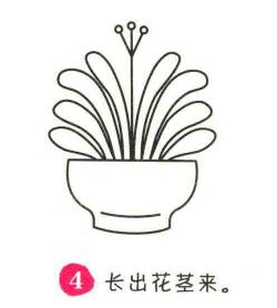 君子兰简笔画画法步骤04