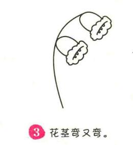 铃兰花简笔画画法步骤03