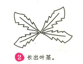 蒲公英简笔画画法步骤02
